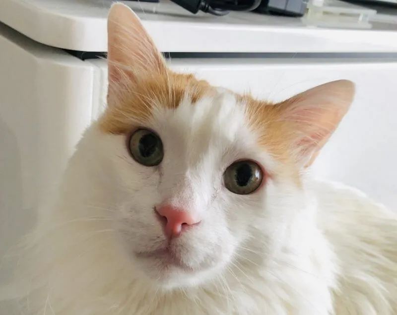 昨日すだちくん（社長の飼い猫）を脱走させてしまった話