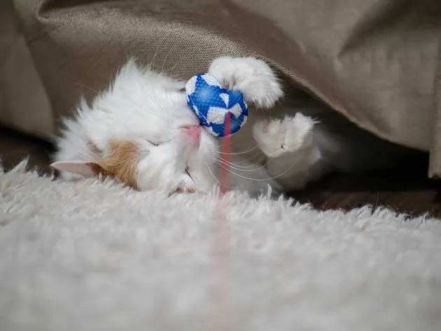 情シスアドベントカレンダー参加きっかけで会社ブログ開始